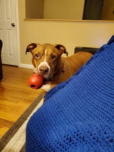 Allie says fill my Kong with Natural Balance