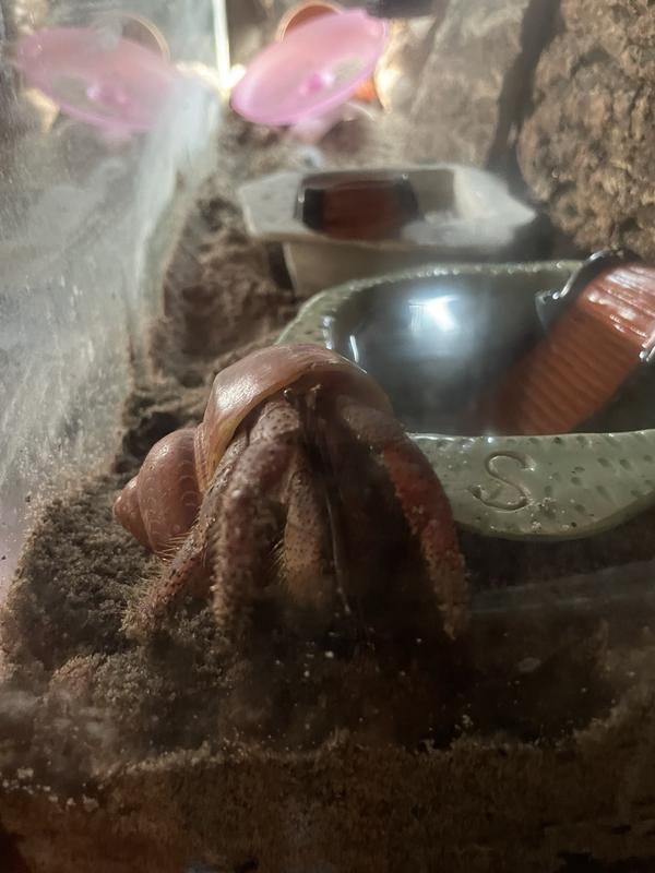 Harvey next to his saltwater pool