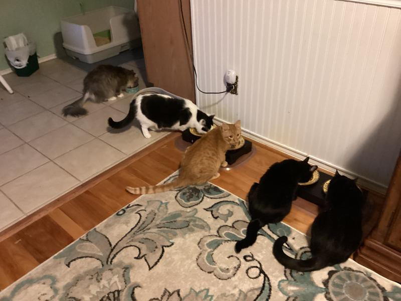 When I pop open a can they all wait by their dish!