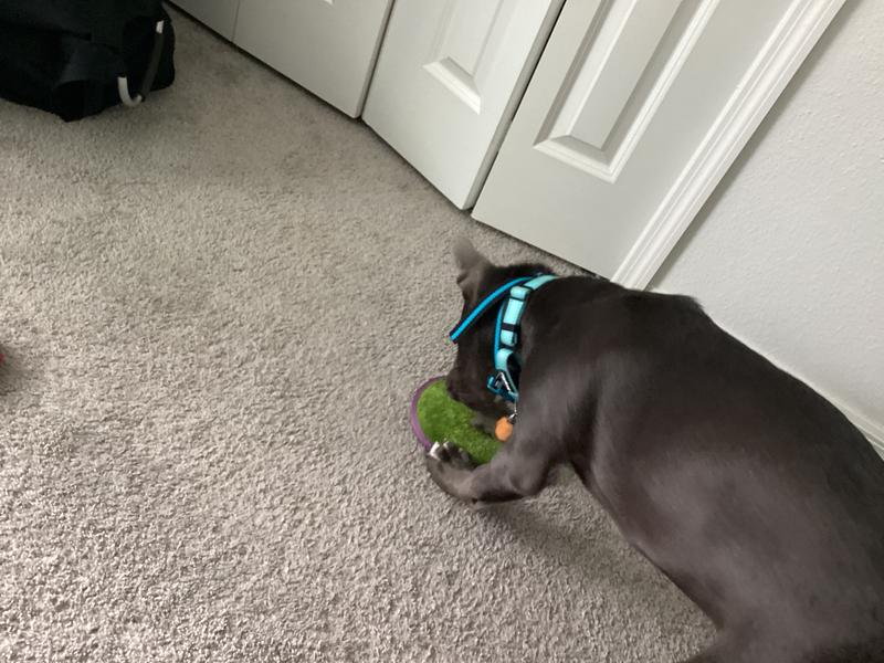 Ozzy using it as a scratch pad