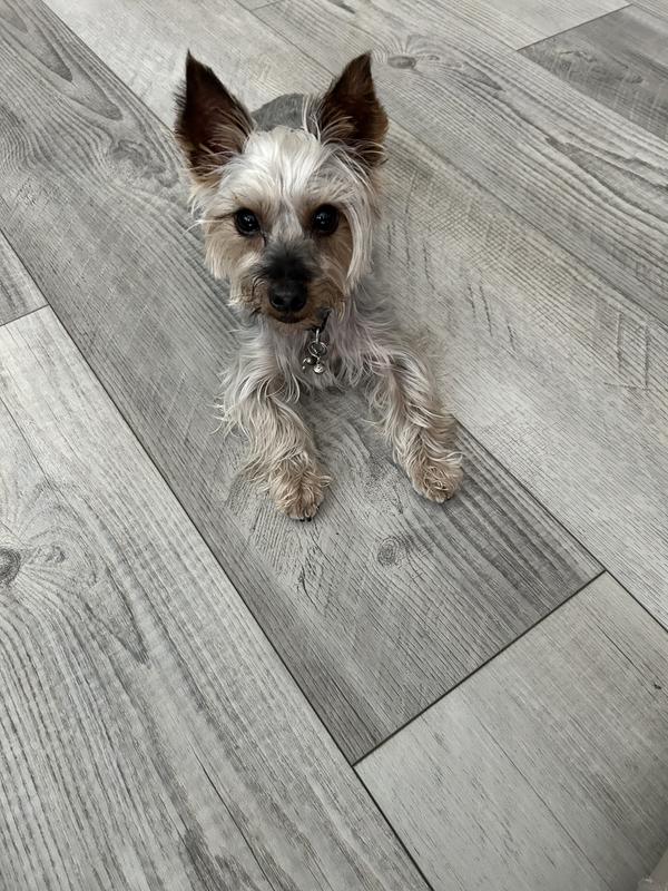 A small dog but big chewy!