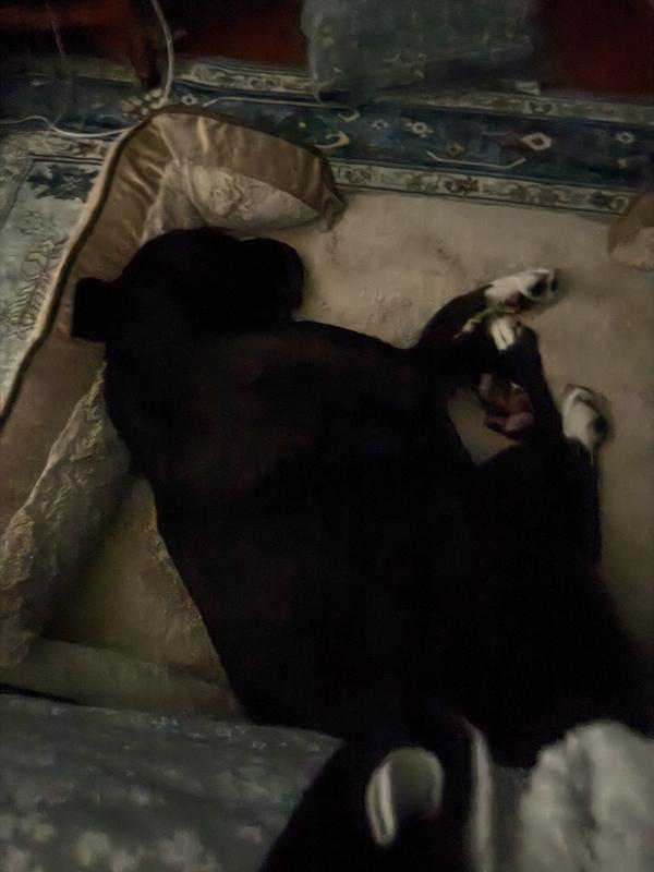 FurHaven Velvet Waves Perfect Comfort Orthopedic Sofa Cat & Dog Bed