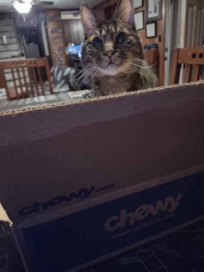 mugsy LOVED his chewy boxes