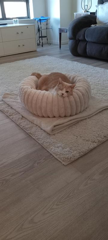 Security and Comfort for My Anxious Cat