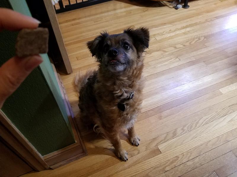 Gustav realizing that yes, the treats are intended for him.  He is laser focused and can barely contain his excitement.  It took a while to get this clear picture, as he kept dancing and jittering in anticipation.