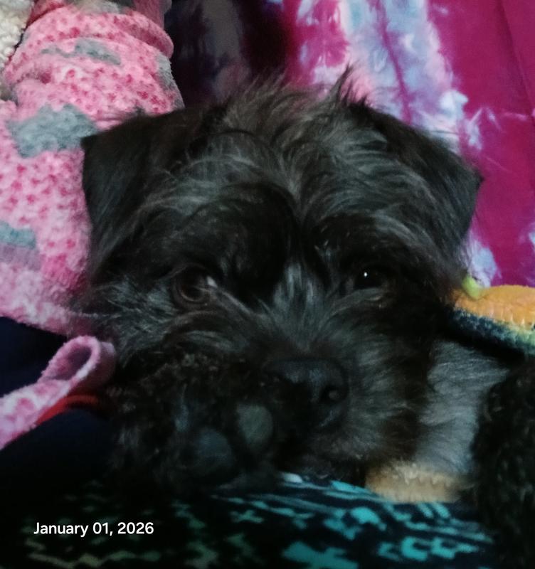 Not a French bulldog