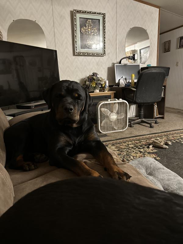 My lovable but mean very protective Zena.