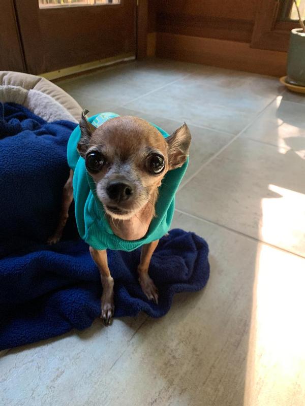 My healthy, happy deer-head Chihuahua, Chip
