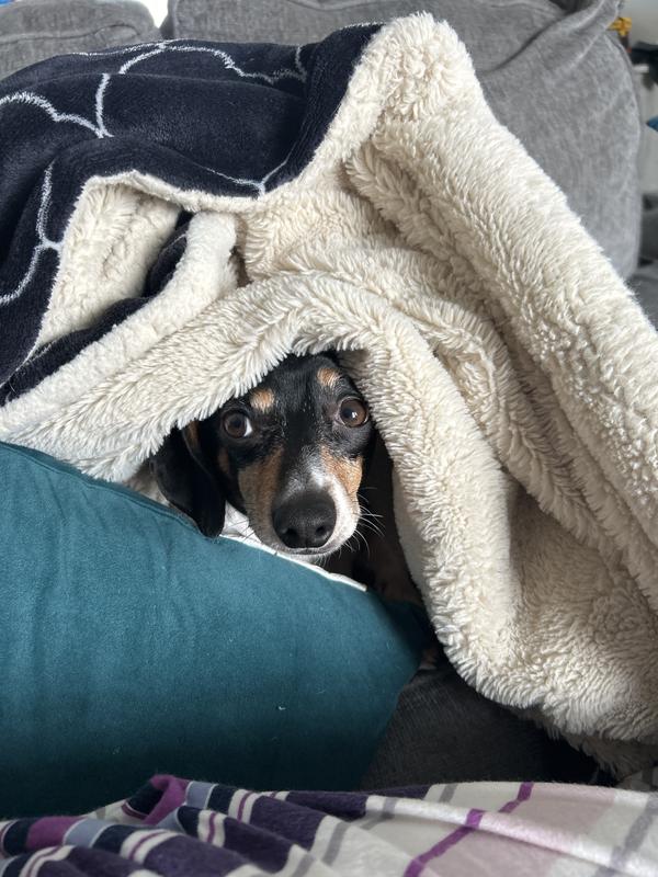 Archie after his morning teenie greenie.