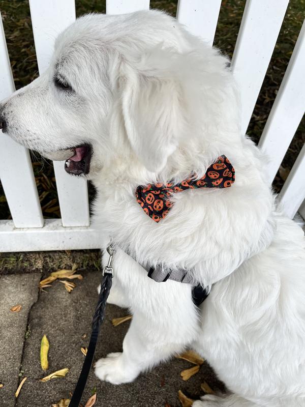 This is the large size