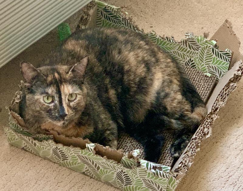 Tigerlily loving her box!