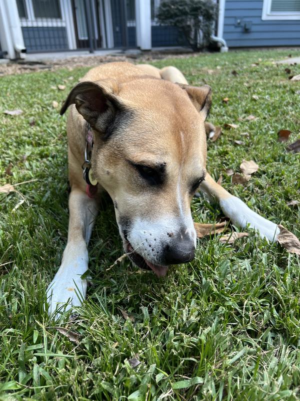 Two out of two dogs love these