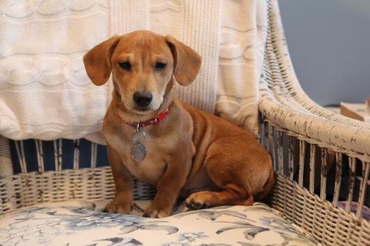 Cooper, my new puppy