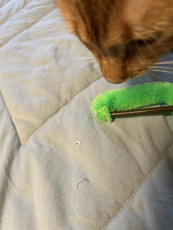 Squirmel fun!