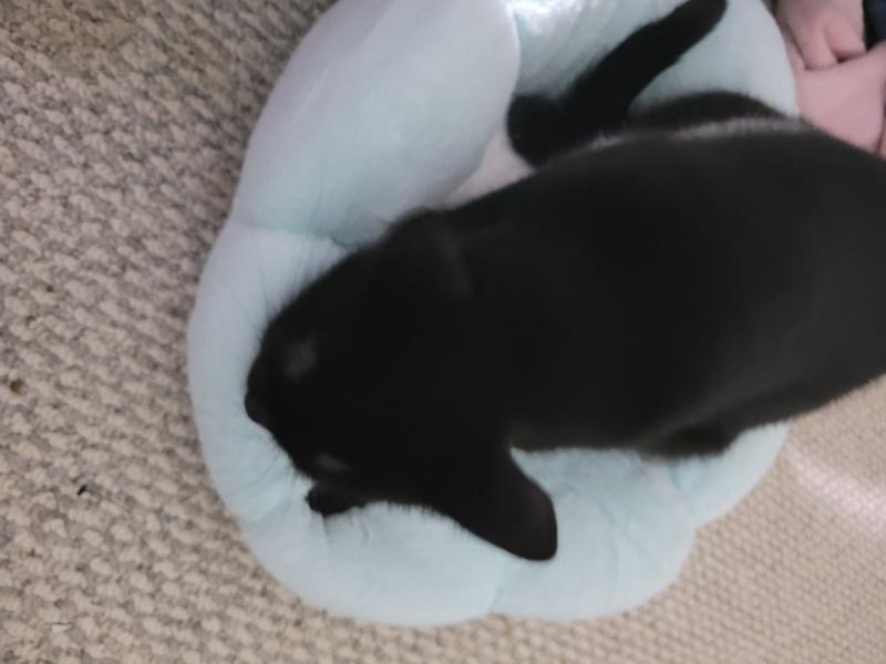 Twona being a cute little gremlin and chewing on it while kneading