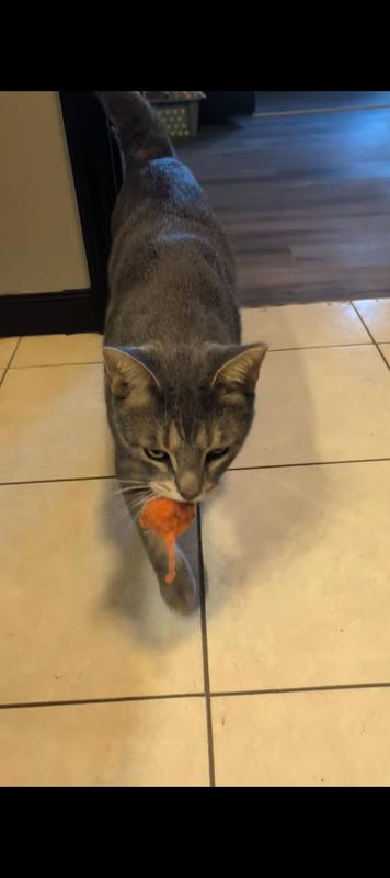 Mom!  Throw it again and I'll go get it!