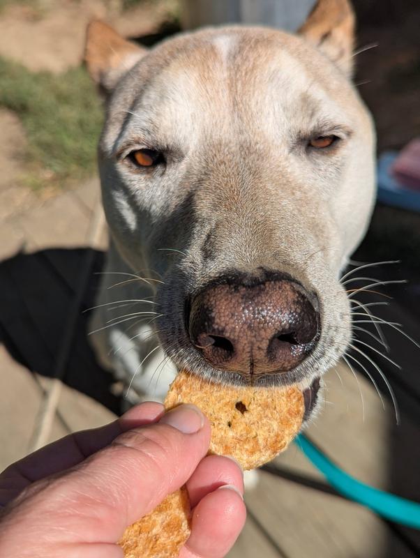This pup is ridiculously picky, considering he started as a street dog. He likes them too!
