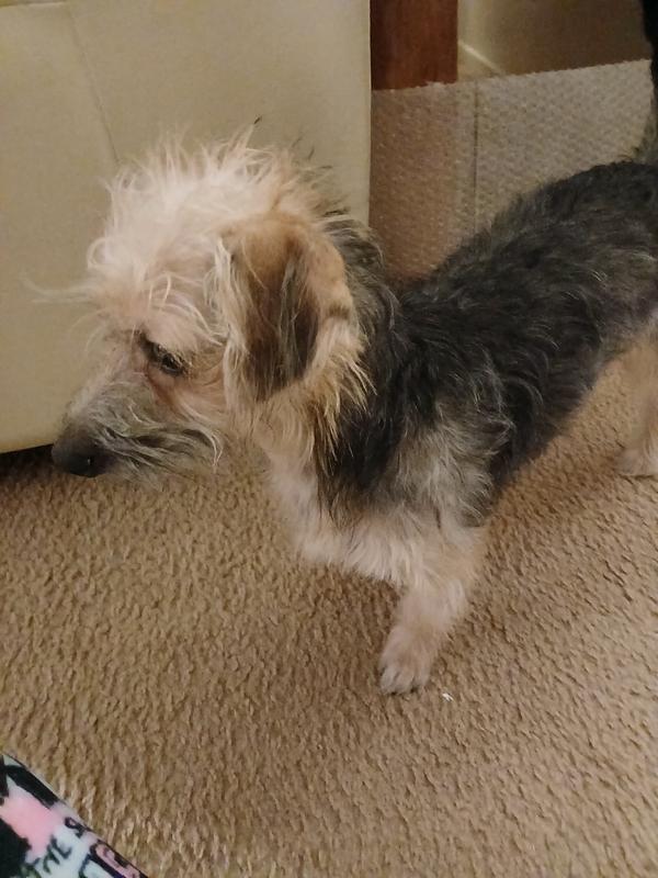 Sasha. She's only about 10 months old and is the newest member of my family.