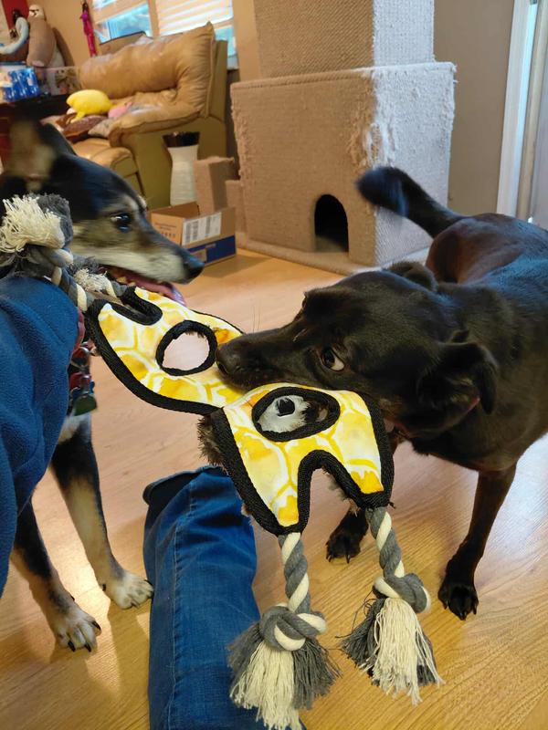 Soren and Lulu play tug