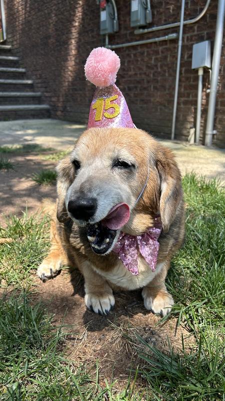 Lola licking her chops after go finishing her Snausage!