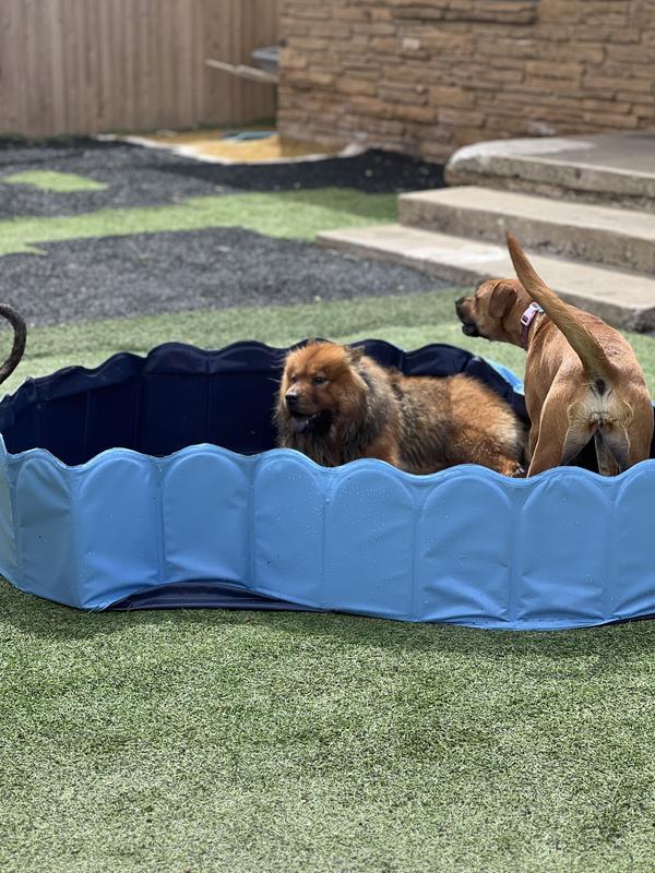 YAHEETECH Foldable Dog Swimming Pool with Sprinkler, Blue, XX-Large, 63 ...
