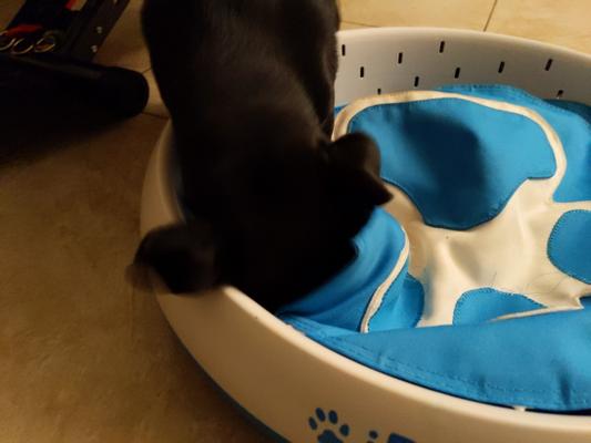 iDig Review: Innovative Dog Digging Toy by iFetch – Woof Whiskers