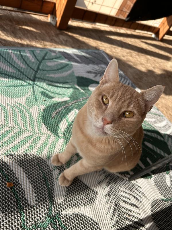 After playing with his new toy