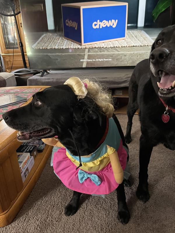 My labs in a costume!