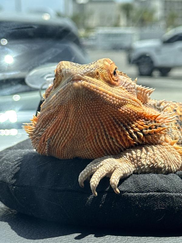 Good price, healthy mealworms, prompt shipping. Will order again!