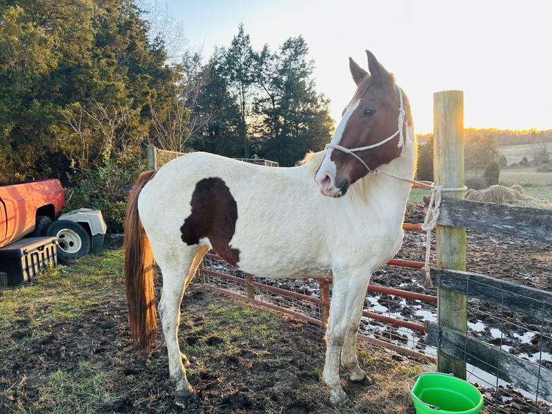 This stunning girl came to super skinny and she blossomed with your feed and also she is surprisingly pregnant  which we were not told ..