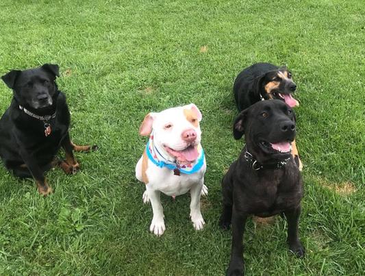 Winnie, Bubba, Mike, Ellie