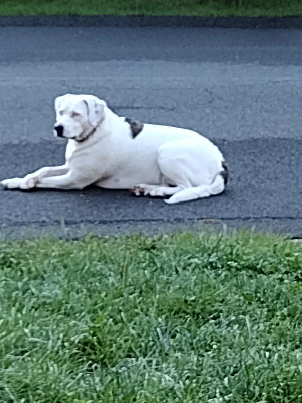 4 years old.  Too young for joint problems.  Prevention !!