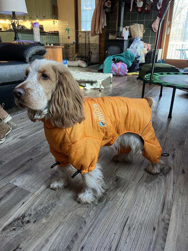 English cocker spaniel size large
