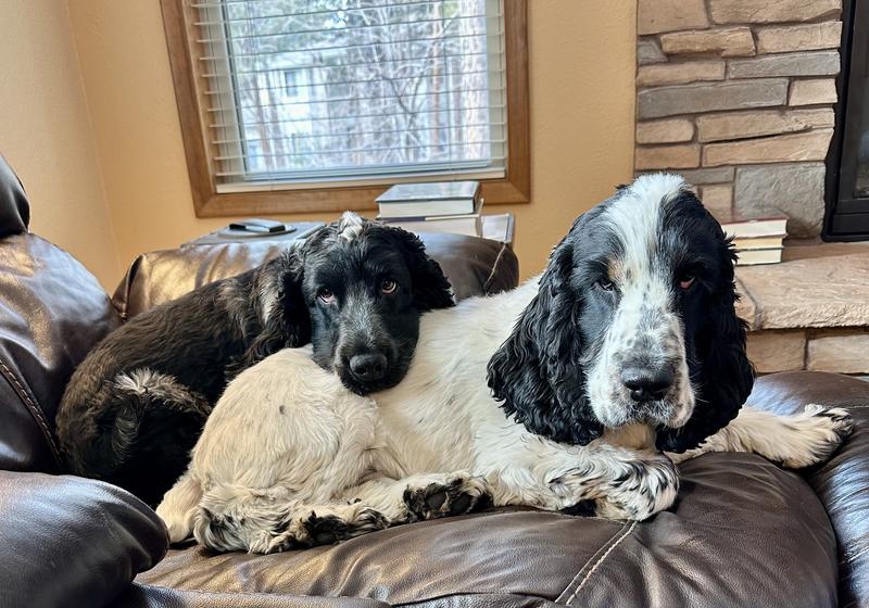 Luca and Shiloh
