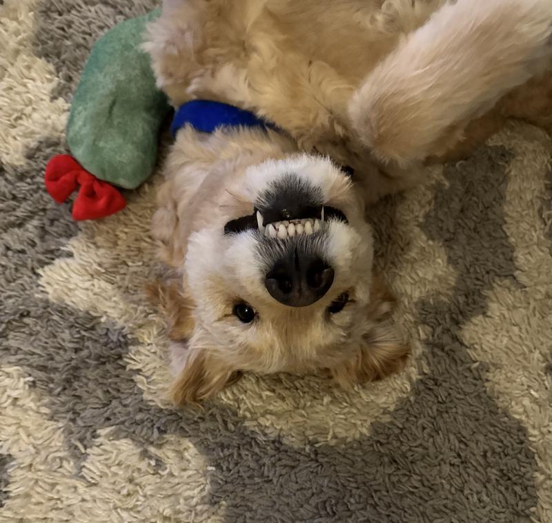 Himalayan “cheese!”