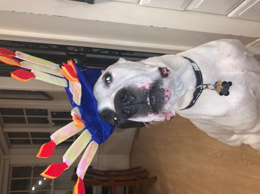 A bit too small for a large dog