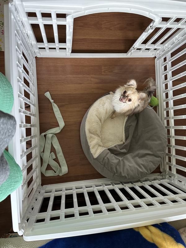 Perfect size for chihuahuas