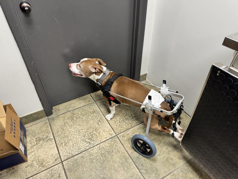 Leeco right after fitting