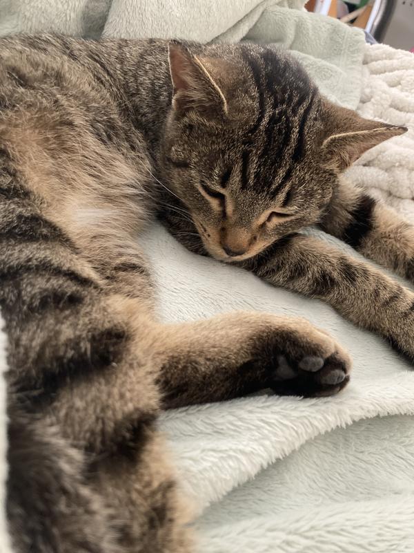 Evidence of the nap after play time