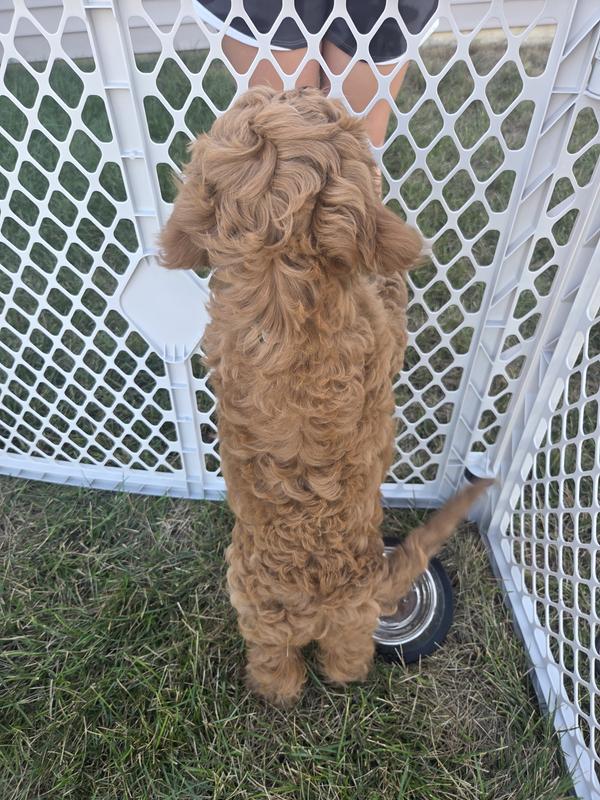 Not high enough...puppy escaped.