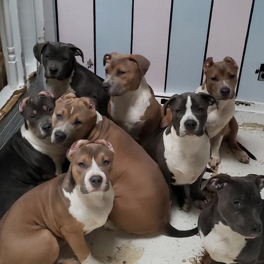 FIRST LITTER