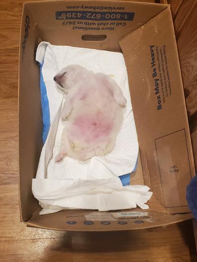 Fat pup napping in a chewy box and on a pad from Pets 4 life!