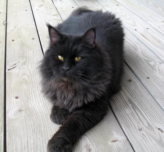 Titan...Maine Coon Cat