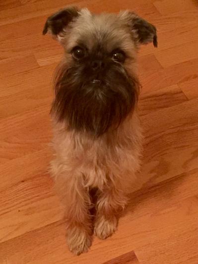 Buster the Brussels Griffon