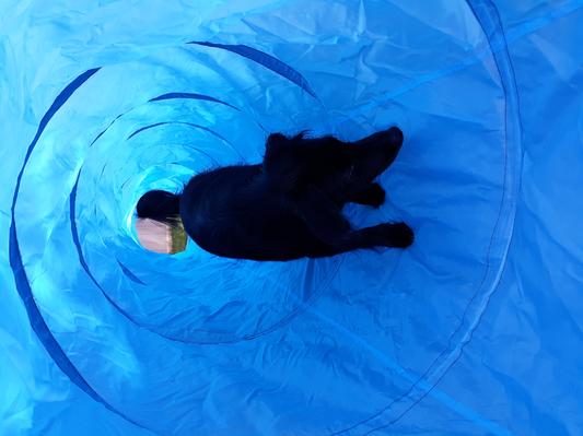 Have fun in my new tunnel...