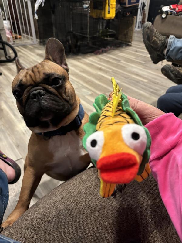 Bark Ernesto The Fish Taco Hundespielzeug – Plüsch Mit Quietscher, Größe M, Für Mittlere Hunde