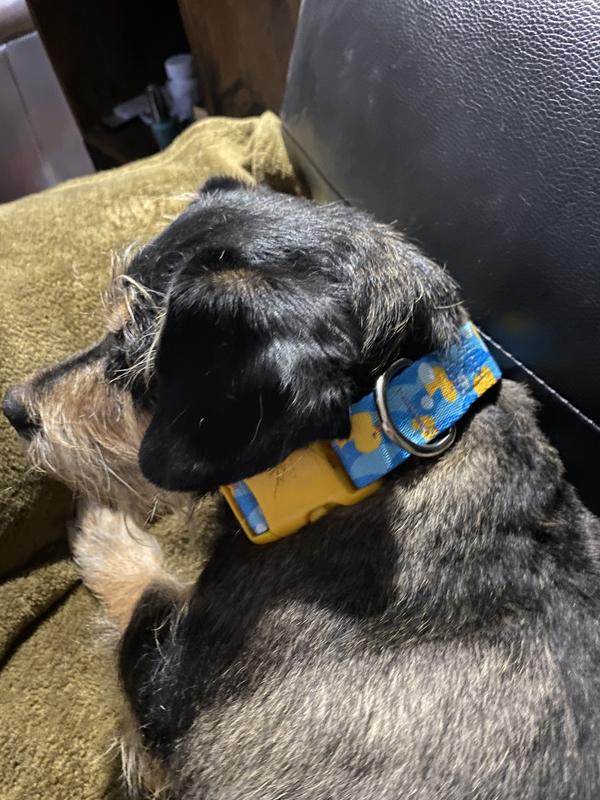 Absolutely love this cute colorful collar! Although my little dog Hank wasn’t in the mood for pictures lol!