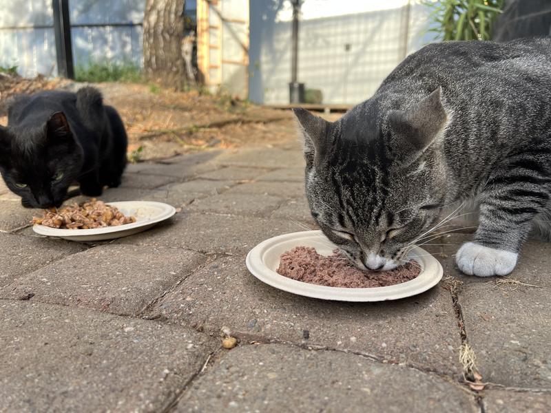 Big Mike forgot to breathe when he chomped it down