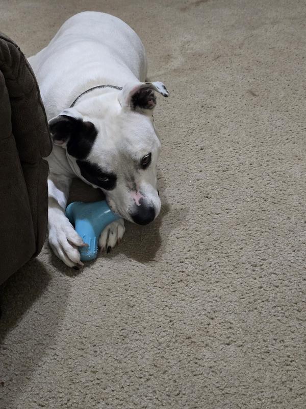 Angel loving the toy.