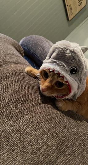 shark costume for cats